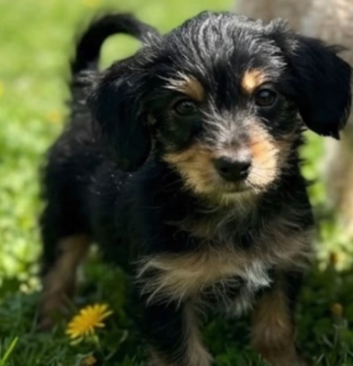 Photo of Pecan, adoptable Poodle (Miniature) in Baton Rouge, Louisiana