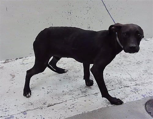 Photo of Montie, adoptable Staffordshire Bull Terrier in Houston, Texas
