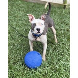 Photo of Lucy, adoptable American Pit Bull Terrier in Brooksville, Florida