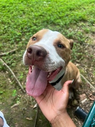 Photo of Revolve- IN FOSTER, adoptable dog in Chamblee, Georgia