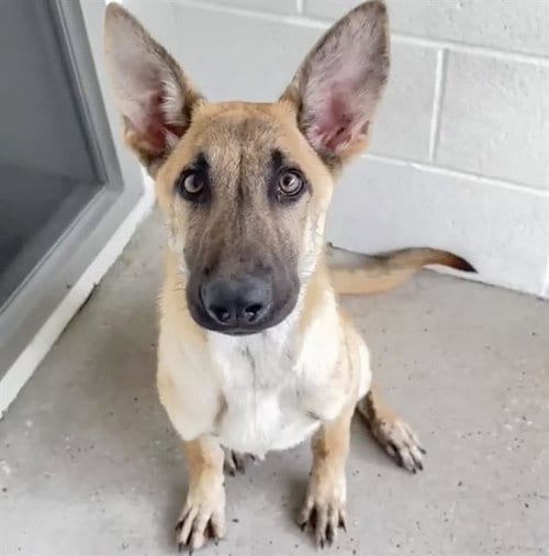Photo of A661747, adoptable German Shepherd Dog in Houston, Texas
