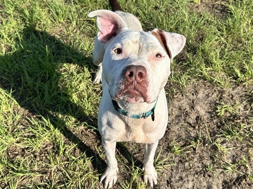 Photo of Ria, adoptable American Pit Bull Terrier in Ocala, Florida