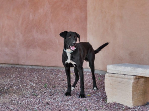 Photo of Arlo, adoptable Mixed Breed in Santa Fe, New Mexico