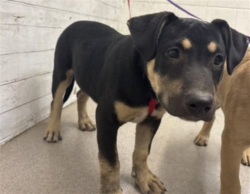 Photo of Lucky, adoptable German Shepherd Dog in San Bernardino, California