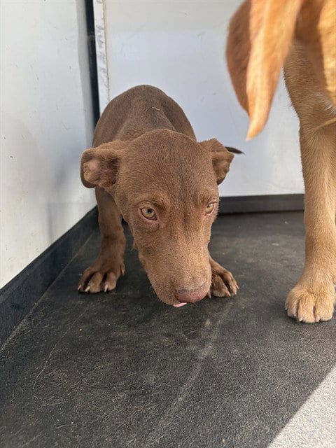 Photo of Brownie, adoptable Pit Bull Terrier in Bakersfield, California