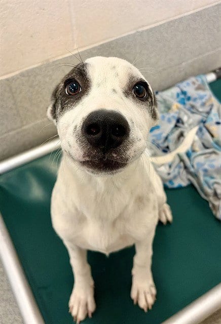Photo of Finley, adoptable Australian Cattle Dog/Blue Heeler in Statesville, North Carolina