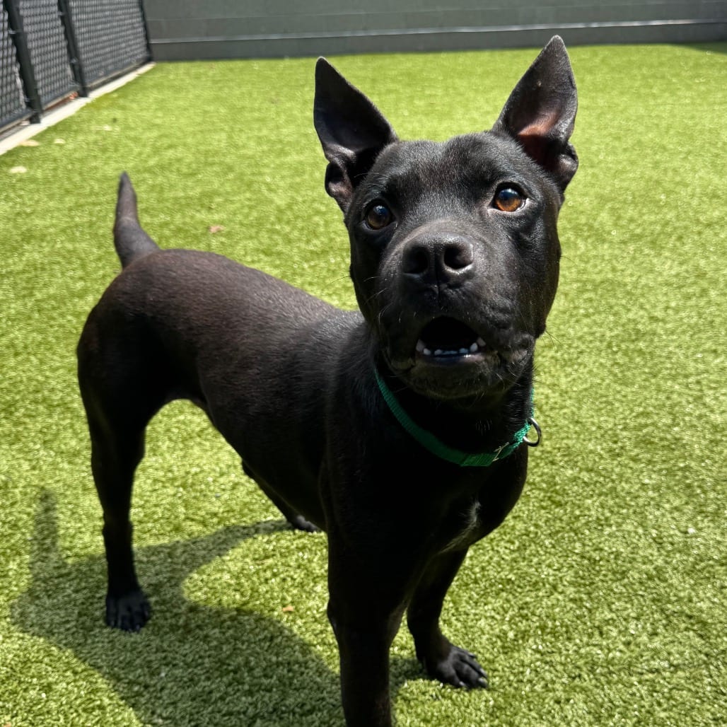 Photo of Kermit, adoptable Mixed Breed (Medium) in Greensboro, North Carolina