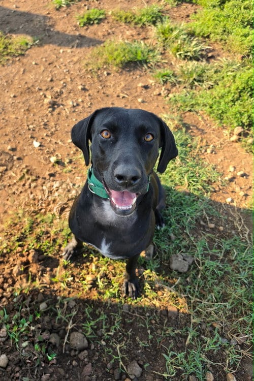 Photo of Mabel, adoptable Labrador Retriever in Ashville, Ohio