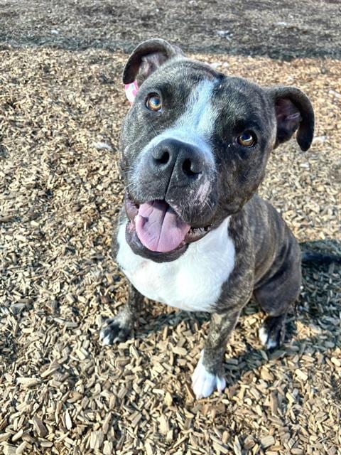 Photo of Pita, adoptable Pit Bull Terrier in Albuquerque, New Mexico
