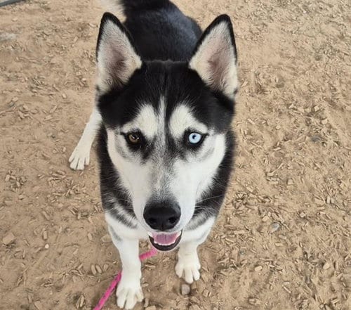 Photo of Sol, adoptable Husky in Albuquerque, New Mexico