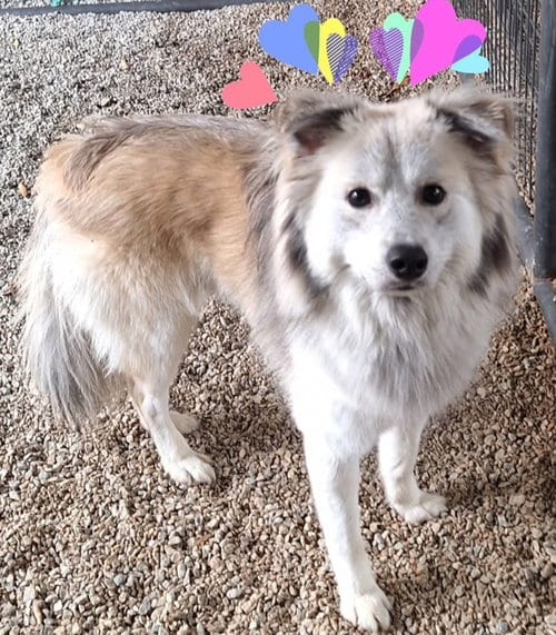 Photo of Klaus, adoptable Australian Shepherd in Newfoundland, Pennsylvania
