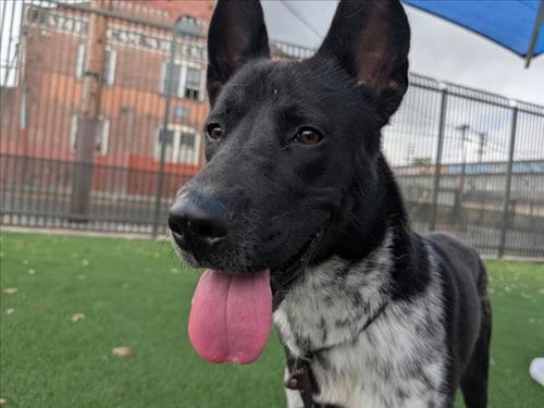 Photo of Vince, adoptable Australian Cattle Dog/Blue Heeler in Los Angeles, California