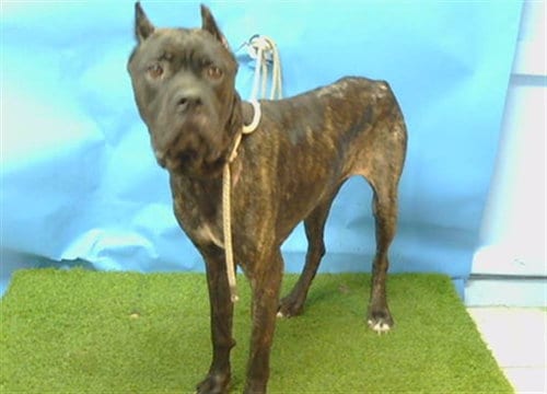 Photo of Cindy, adoptable Cane Corso Mastiff in Gardena, California