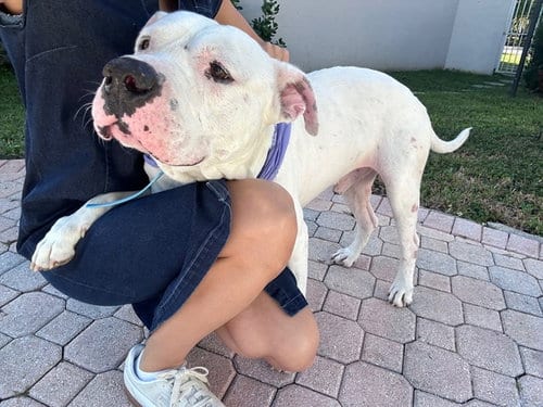 Photo of Sofia's foster, adoptable American Bulldog in Miami, Florida