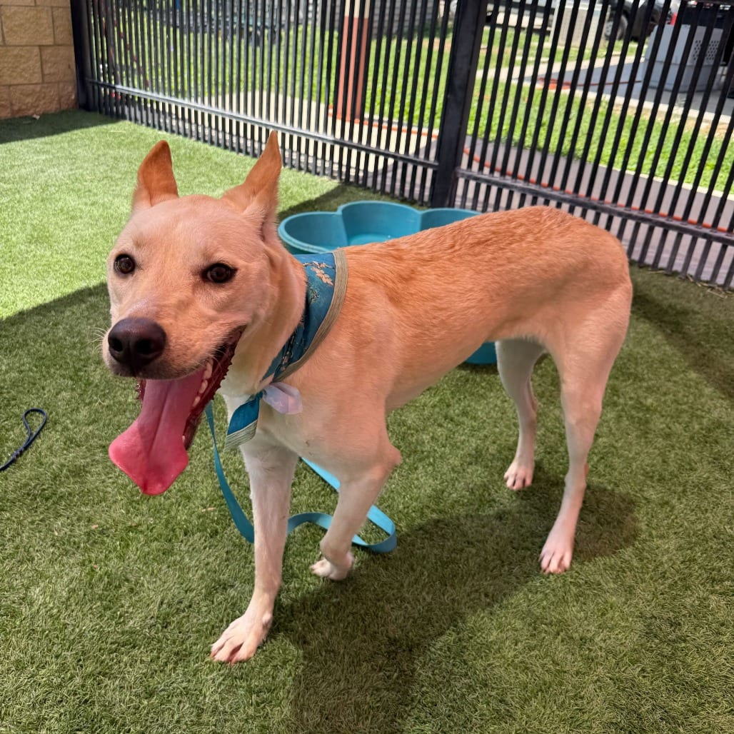 Photo of Sumo, adoptable Retriever, Labrador / Mix in San Antonio, Texas