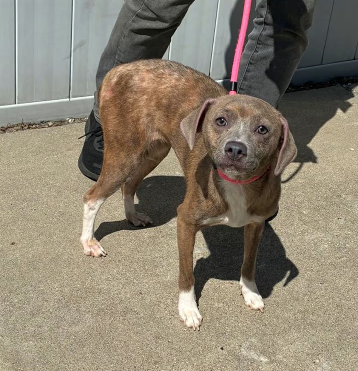 Photo of Daria, adoptable Mixed Breed (Medium) in Louisville, Kentucky