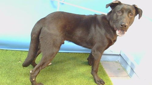 Photo of Bazooka Joe, adoptable Labrador Retriever in Gardena, California
