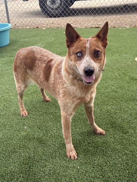 Photo of Spicy Nacho, adoptable Australian Cattle Dog/Blue Heeler in Castaic, California
