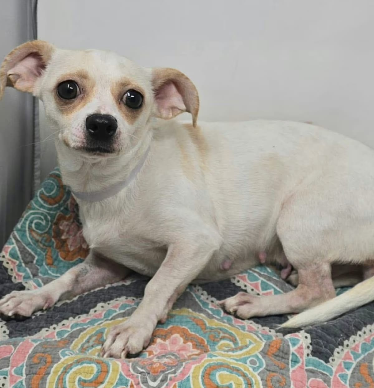 Photo of FOSTER NEEDED - Molly, adoptable Chihuahua in Staten Island, New York