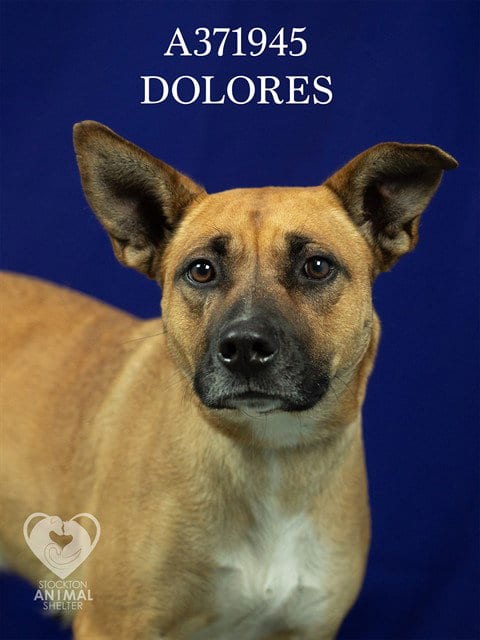 Photo of Dolores, adoptable Rhodesian Ridgeback in Stockton, California