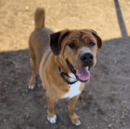 Photo of Wario, adoptable Mastiff in Denver, Colorado