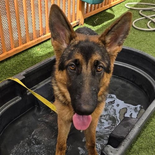 Photo of Hans, adoptable German Shepherd Dog in Las Vegas, Nevada