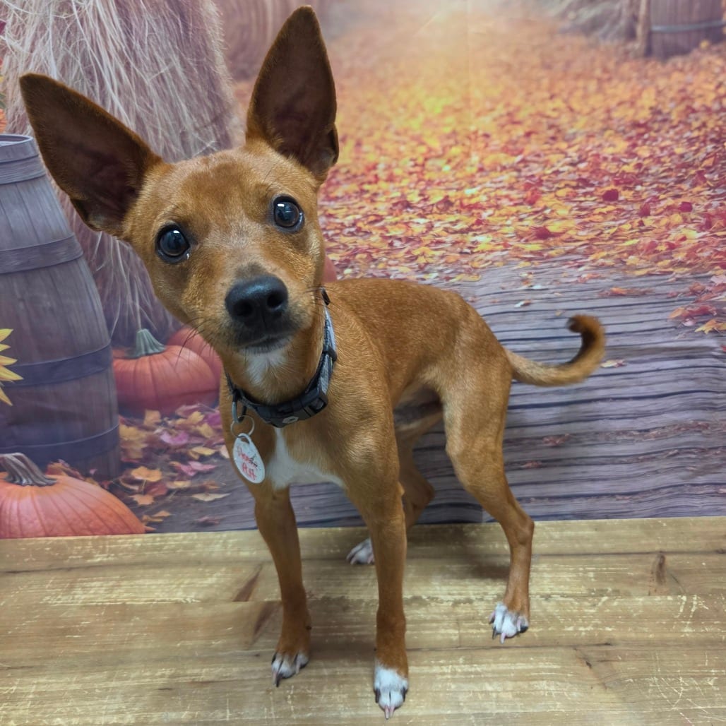 Photo of Howie, adoptable Chihuahua / Pinscher, Miniature in Normal, Illinois