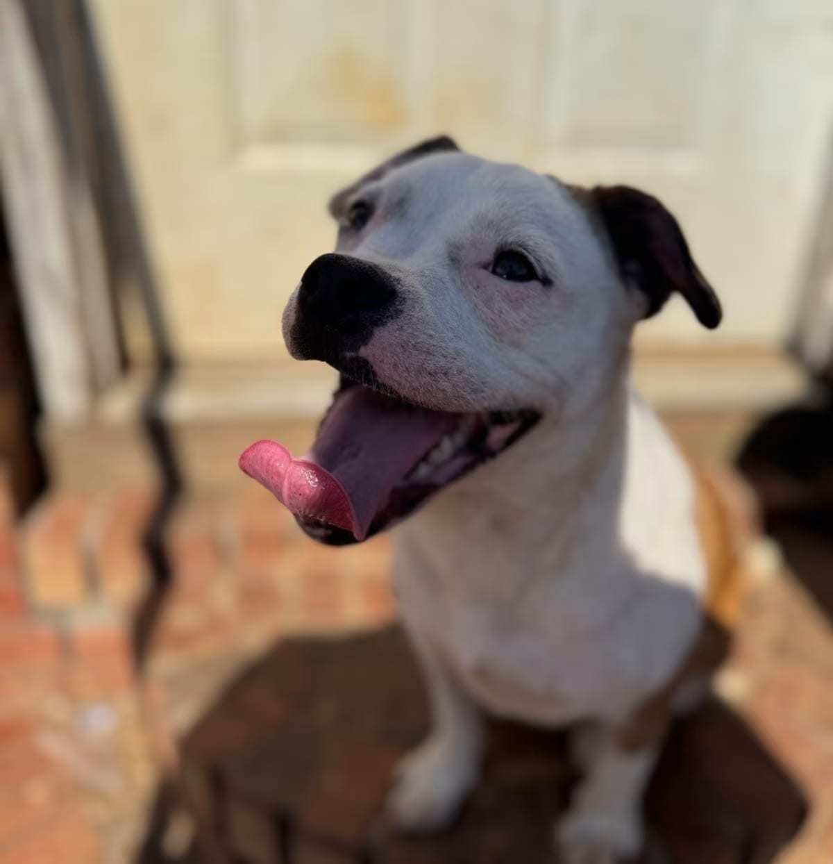 Photo of Millie, adoptable French Bulldog/American Staffordshire Terrier in Palmyra, New York