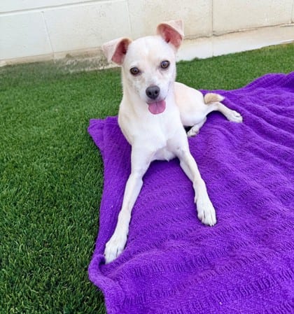 Photo of Daisy, adoptable Chihuahua, Short Coat/Mix in Bakersfield, California