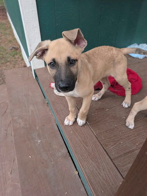 Photo of Peanut, adoptable German Shepherd Dog in The Woodlands, Texas