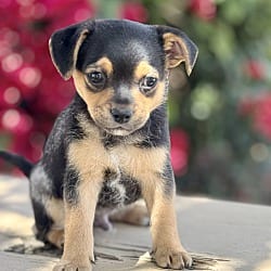Photo of Shark Tooth, adoptable Chihuahua Terrier (Unknown Type, Small) in Valley Glen, California