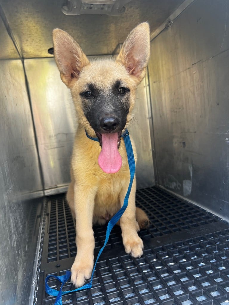 Photo of Garza, adoptable German Shepherd Dog in Douglasville, Georgia