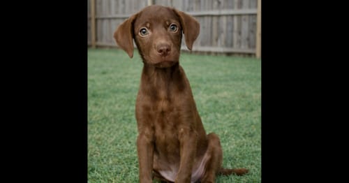 Photo of Petunia, adoptable Labrador Retriever in Grovertown, Indiana