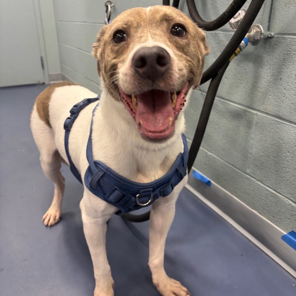 Photo of Bruno, adoptable Terrier, American Pit Bull / Beagle in Greensboro, North Carolina