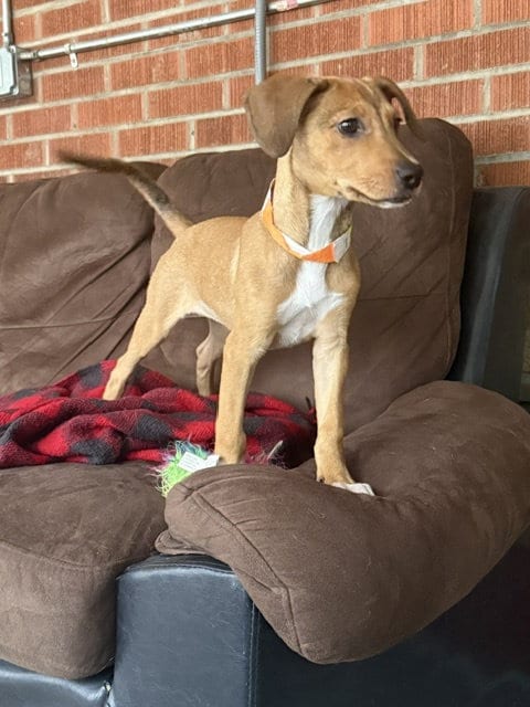 Photo of Beatrice #3, adoptable Labrador Retriever in Aurora, Colorado