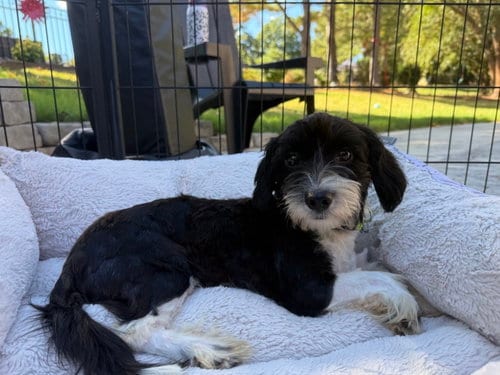 Photo of Bob, adoptable Terrier in Holly Springs, North Carolina
