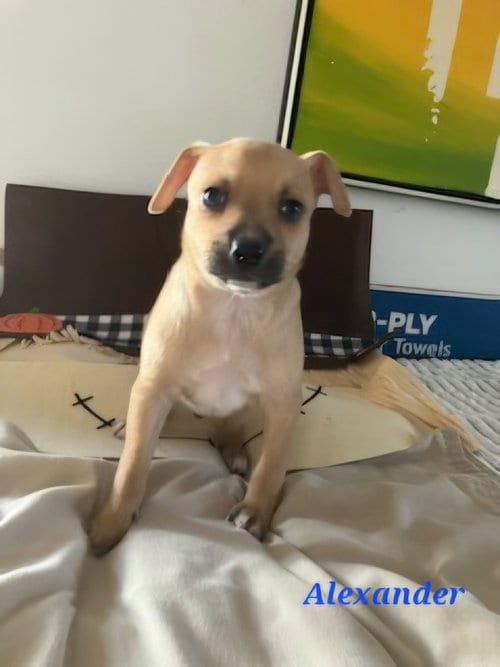 Photo of Alexander, adoptable Chihuahua in Sedalia, Colorado