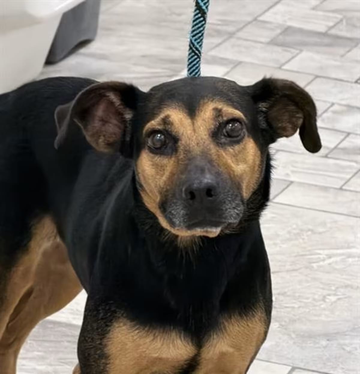 Photo of Audrey, adoptable German Shepherd Dog/Beagle in Canfield, Ohio