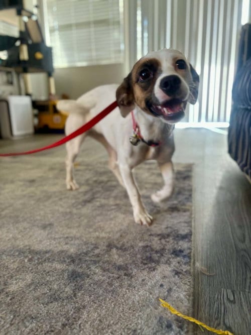 Photo of Maple, adoptable Jack Russell Terrier in La Verne, California