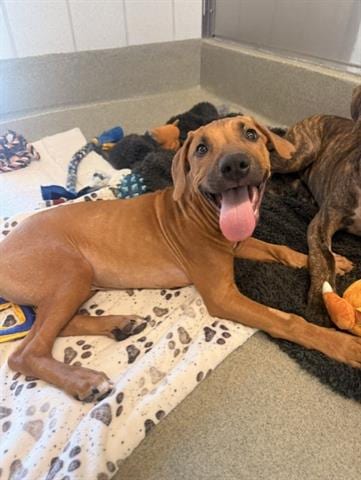 Photo of Reggie, adoptable Pit Bull Terrier in San Martin, California