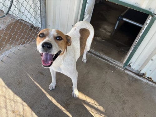 Photo of Sponsor Or, adoptable Coonhound in Grafton, Wisconsin