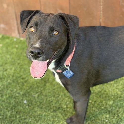 Photo of Cora, adoptable Labrador Retriever in San Diego, California