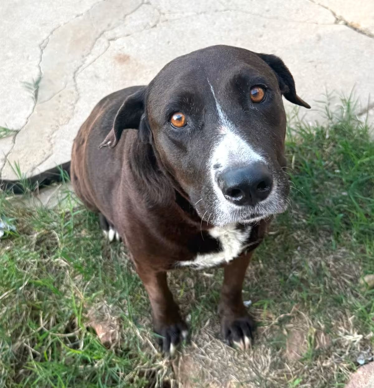 Photo of Sadie, adoptable Mutt in Yucaipa, California