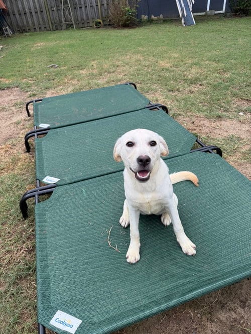 Photo of Carolina, adoptable Labrador Retriever in Carrollton, Virginia