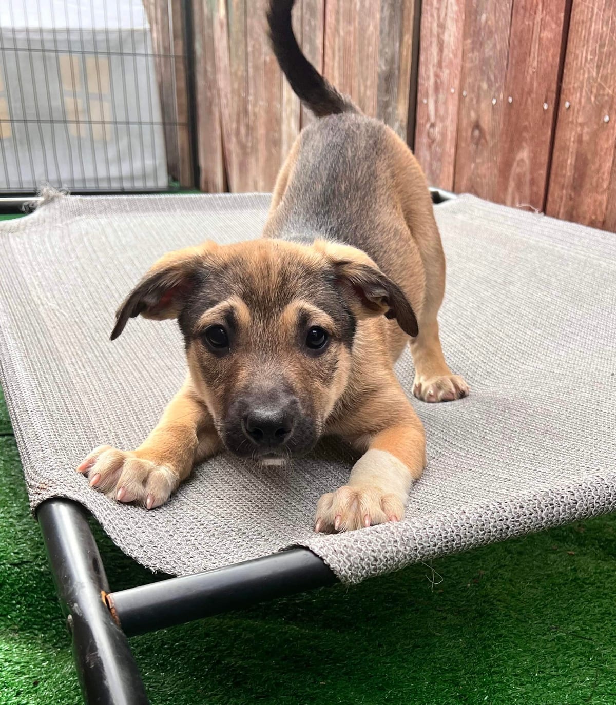 Photo of Yukon, adoptable American Staffordshire Terrier in San Diego, California