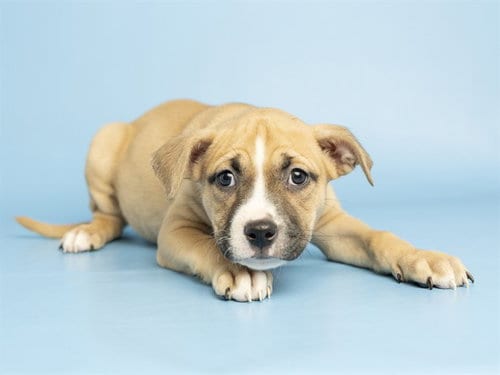 Photo of Cashew, adoptable American Pit Bull Terrier in Phoenix, Arizona