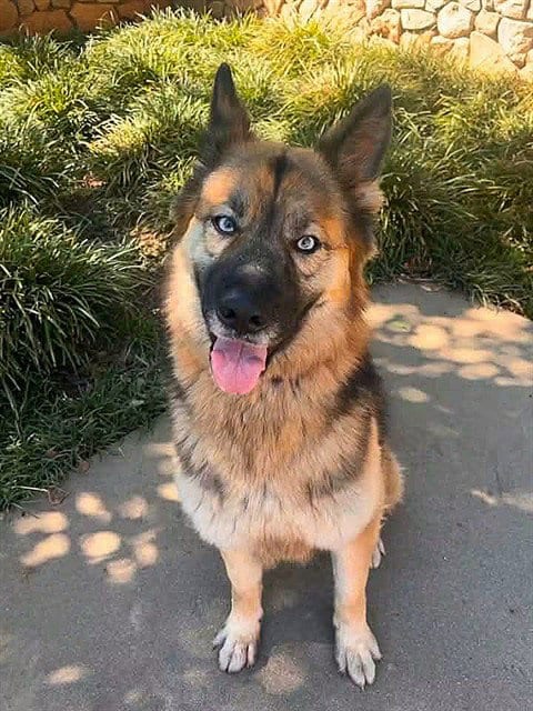 Photo of Jenna, adoptable German Shepherd Dog in Sacramento, California