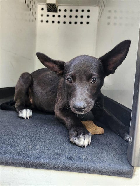 Photo of A170096, adoptable German Shepherd Dog in Bakersfield, California