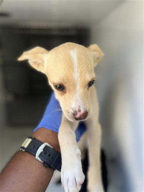 Photo of A662261, adoptable Pit Bull Terrier in Houston, Texas