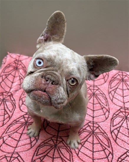 Photo of Chencho, adoptable French Bulldog in Santa Maria, California